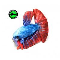 greenpleco-betta-red-blue-plushie