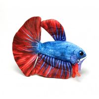 greenpleco-betta-red-blue-plushie~4