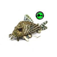 greenpleco-sterbai-corydoras-plushie