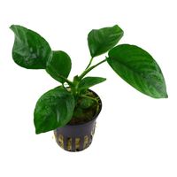 anubias-barteri-caladiifolia-caladium-blaettriges-speerblatt