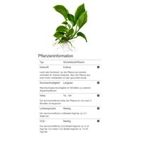 anubias-barteri-caladiifolia-caladium-blaettriges-speerblatt~5