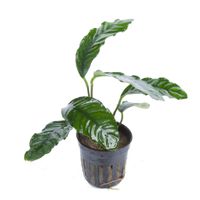 anubias-barteri-coffeifolia-kaffeeblaettriges-speerblatt