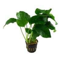 anubias-barteri-var-barteri-breitblaettriges-speerblatt