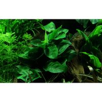 anubias-barteri-var-nana-zwergspeerblatt-topf~4