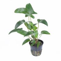 anubias-gracilis-efeublaettriges-speerblatt