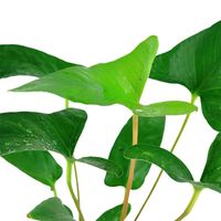 anubias-gracilis-efeublaettriges-speerblatt~2