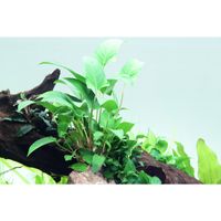 anubias-gracilis-efeublaettriges-speerblatt~3