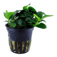 anubias-petite-bonsai-zwergspeerblatt