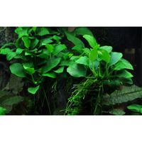 anubias-petite-bonsai-zwergspeerblatt~3