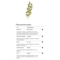 bacopa-caroliniana-grosses-fettblatt-in-vitro~4