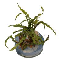 cryptocoryne-crispatula-genoppter-wasserkelch-in-vitro~3