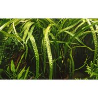 cryptocoryne-crispatula-genoppter-wasserkelch-in-vitro~4