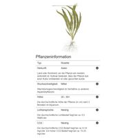 cryptocoryne-crispatula-genoppter-wasserkelch-in-vitro~5