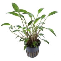 cryptocoryne-x-willisii-willis-wasserkelch