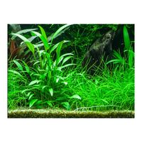 cryptocoryne-x-willisii-willis-wasserkelch~4