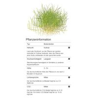 eleocharis-acicularis-mini-mini-nadelsimse-in-vitro~5