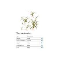 helanthium-tenellum-green-zwergschwertpflanze-in-vitro~4