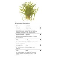 lilaeopsis-brasiliensis-brasilianische-graspflanze-in-vitro~6