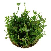 marsilea-hirsuta-australischer-kleefarn-in-vitro~3