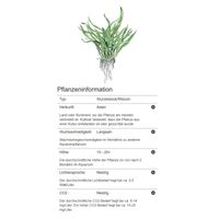 microsorum-pteropus-narrow-schmalblaettriger-javafarn-tropica~5