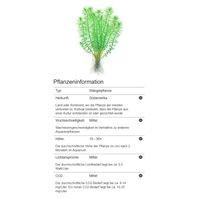 myriophyllum-guyana-guyana-tausendblatt-in-vitro~5