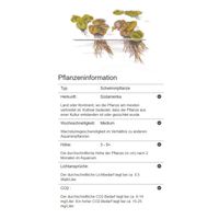 phyllanthus-fluitans-schwimmende-wolfsmilch-in-vitro~5