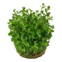 rotala-bonsai-indische-rotala-in-vitro~3