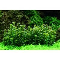 rotala-bonsai-indische-rotala-in-vitro~4