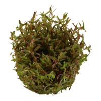 rotala-vietnam-hra-in-vitro~3