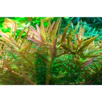 rotala-vietnam-hra-in-vitro~4