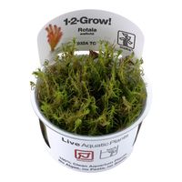 rotala-wallichii-rotes-mooskraut-in-vitro~2