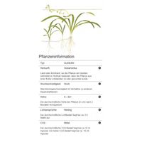 sagittaria-subulata-flutendes-pfeilkraut-in-vitro~6