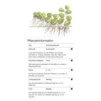 salvinia-auriculata-kleinohriger-schwimmfarn-in-vitro~5