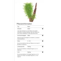 taxiphyllum-spiky-spiky-moos-in-vitro~6