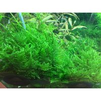 taxiphyllum-taiwan-moss-taiwanmoos-in-vitro